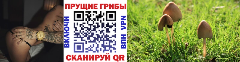 Псилоцибиновые грибы прущие грибы Курчалой